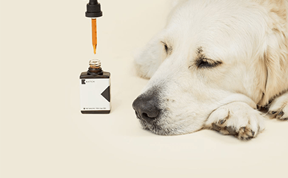 cbd oil for dogs