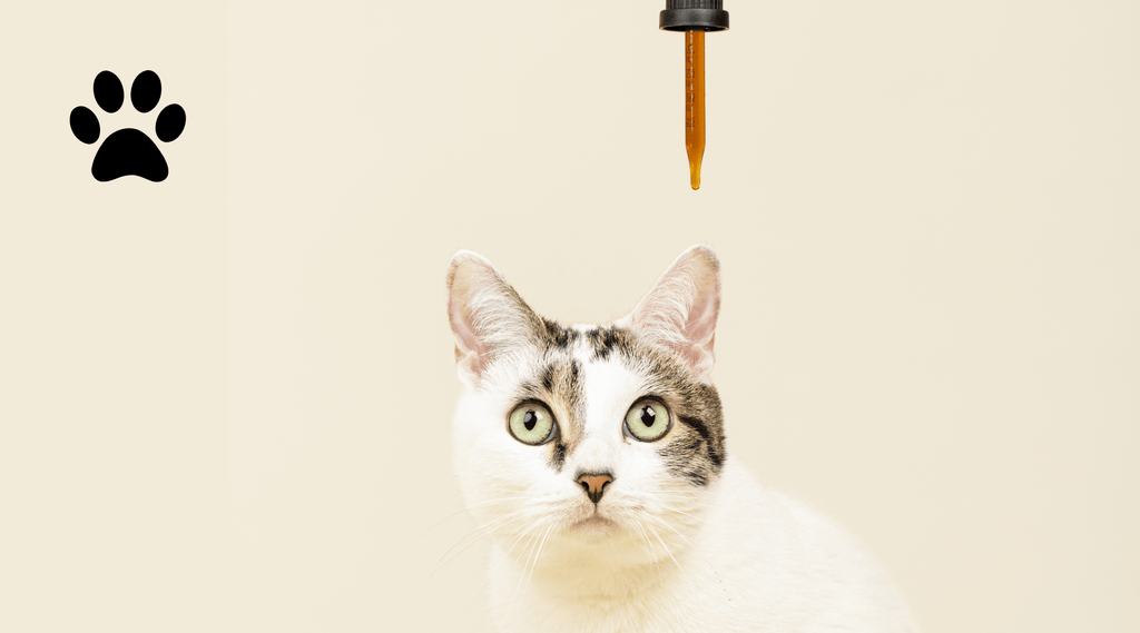 cbd oil for cats