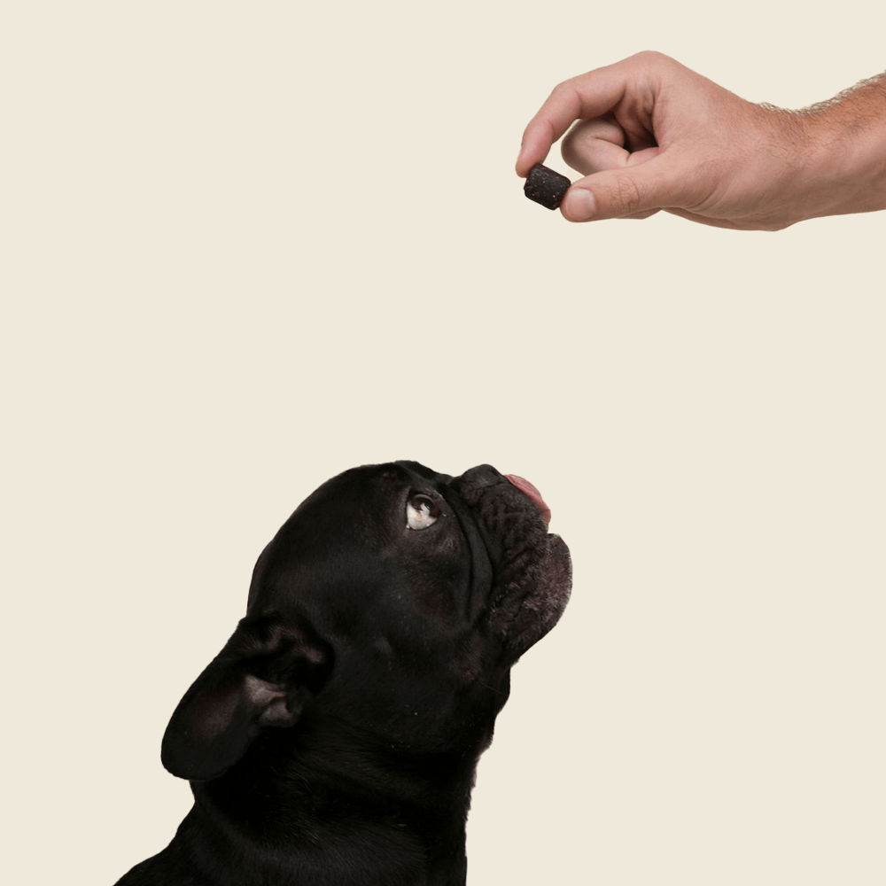 dog looking up at a cbd pet treat.